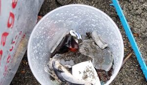 BEACH CLEAN for Beach Dog ... アイキャッチ