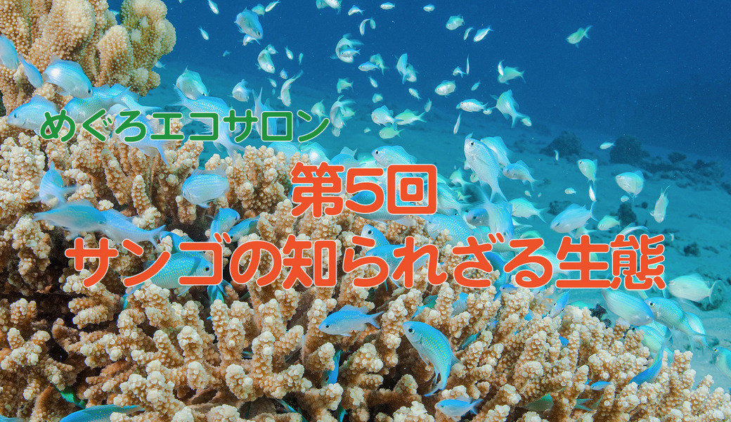 めぐろエコサロン「サンゴの知られざる生態」 アイキャッチ