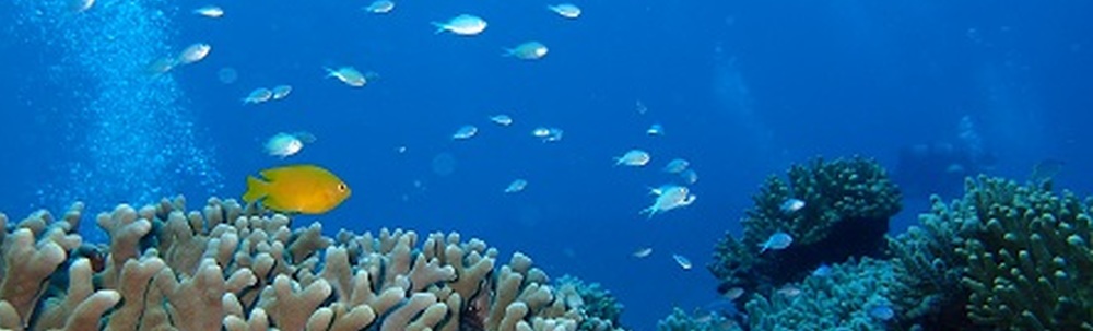 Sea-Planet カバー