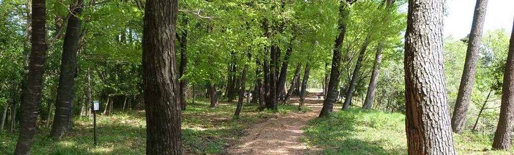 サンデンフォレスト カバー