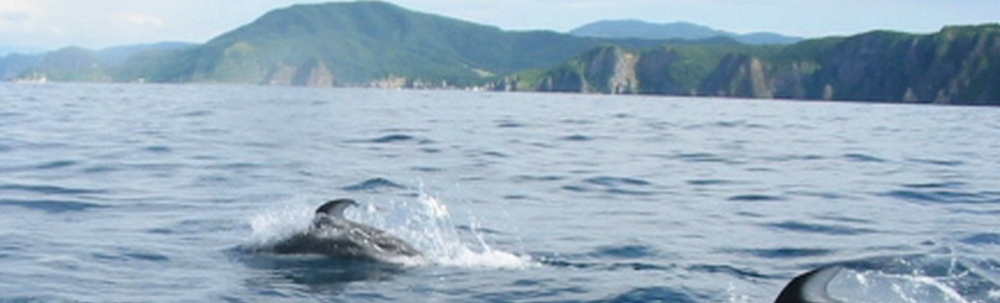 SEA PARADISE PICO カバー