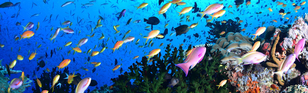 パパラギダイビングスクール カバー