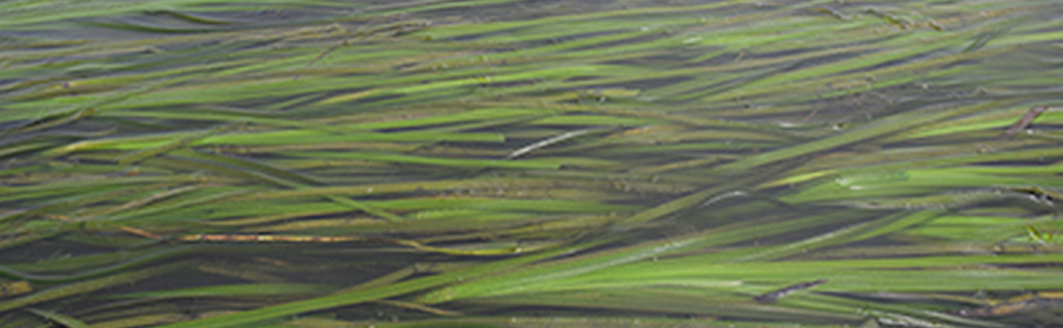 松島湾アマモ場再生会議 カバー