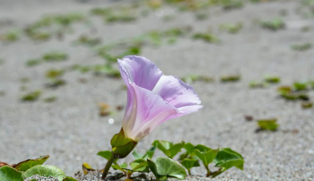 深沼ビーチクリーン vol.08 アイキャッチ