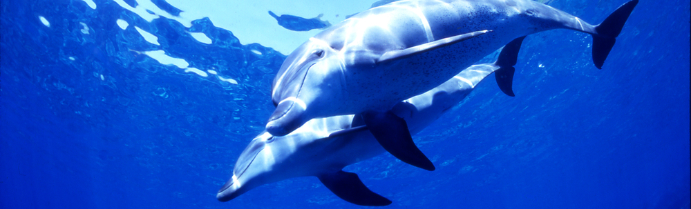 アイサーチ・ジャパン カバー