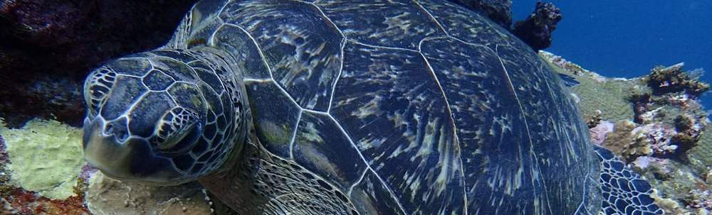 Masami Egawa カバー