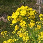 橋本高校ワンダーフォーゲル部 プロフィール