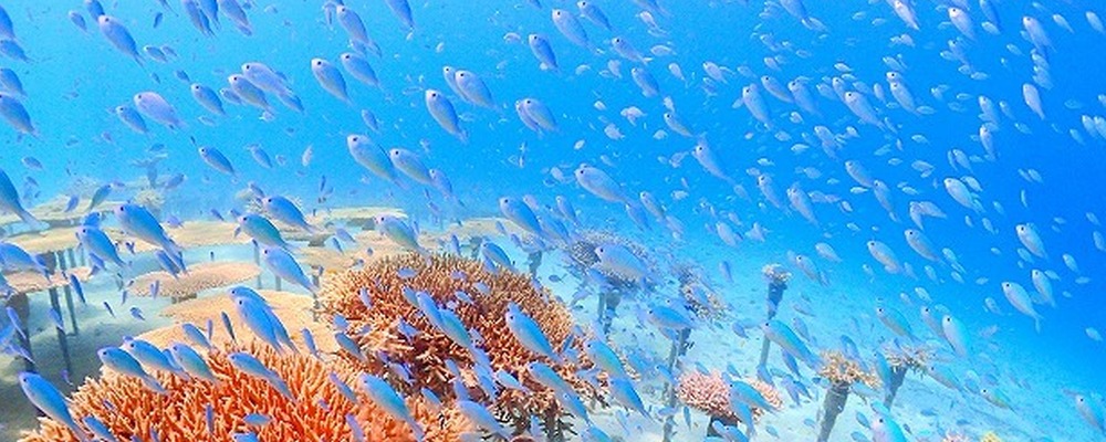 沖縄ダイビングサービスLagoon カバー