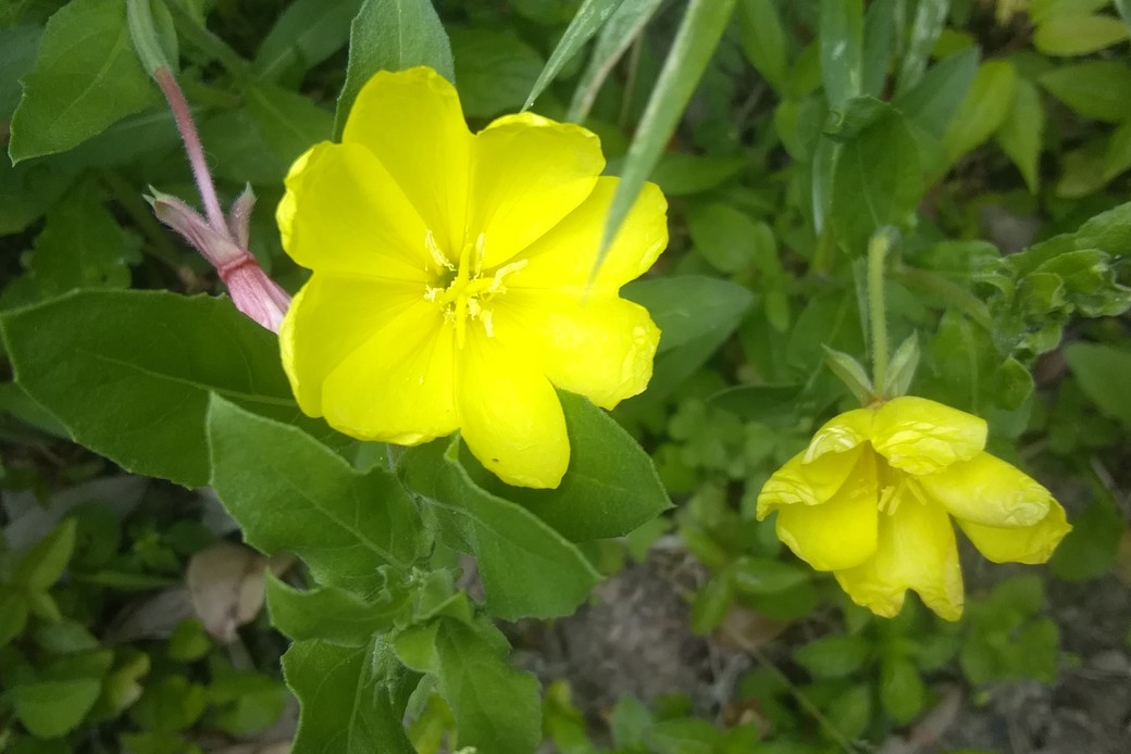 待宵草 アイキャッチ