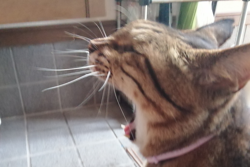 ねこのナッチャンものがたり アイキャッチ