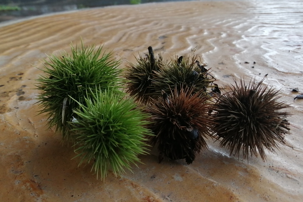 栗の実拾いし アイキャッチ