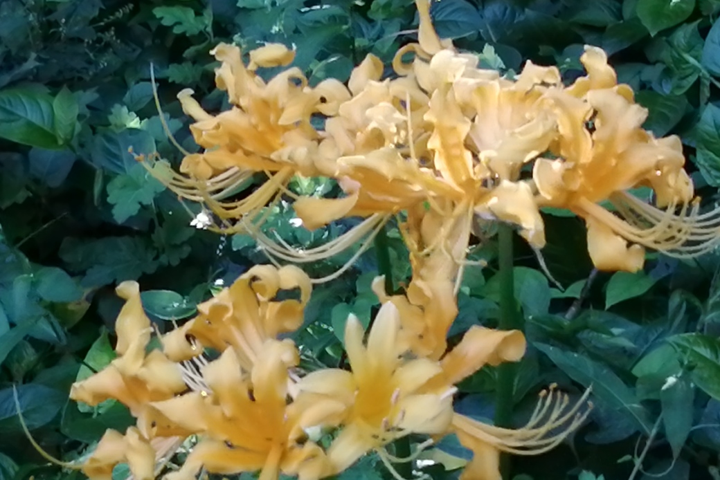 黄色い花の咲く頃 アイキャッチ