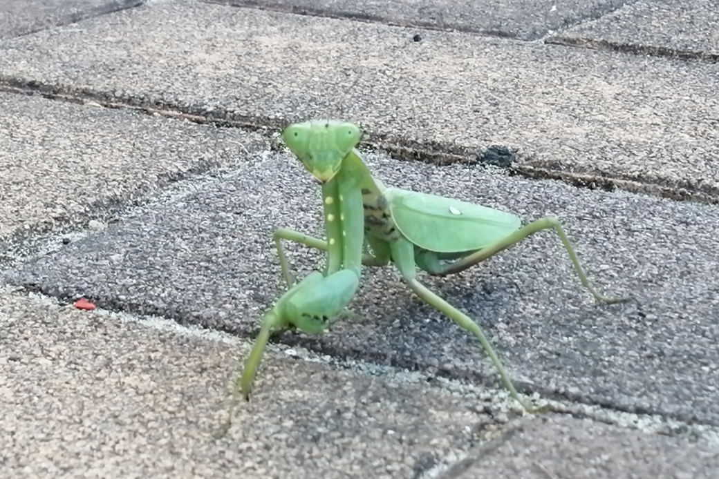 拝み太郎 アイキャッチ