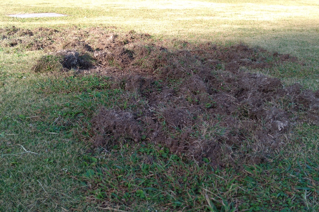 猪が アイキャッチ