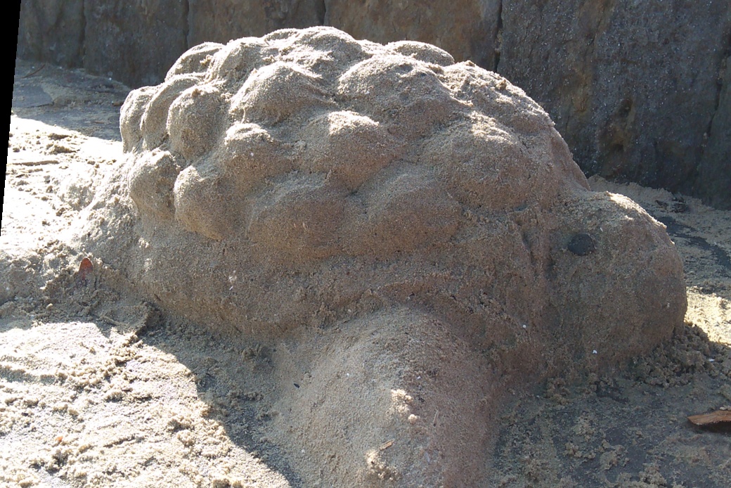 亀～ アイキャッチ