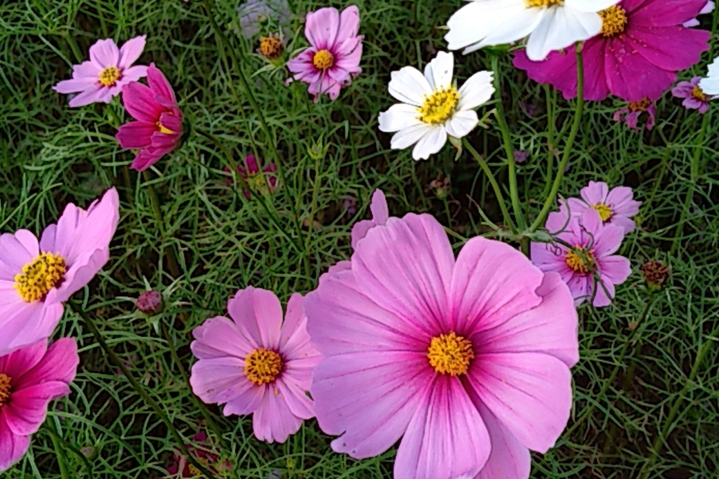 コスモス畑 アイキャッチ