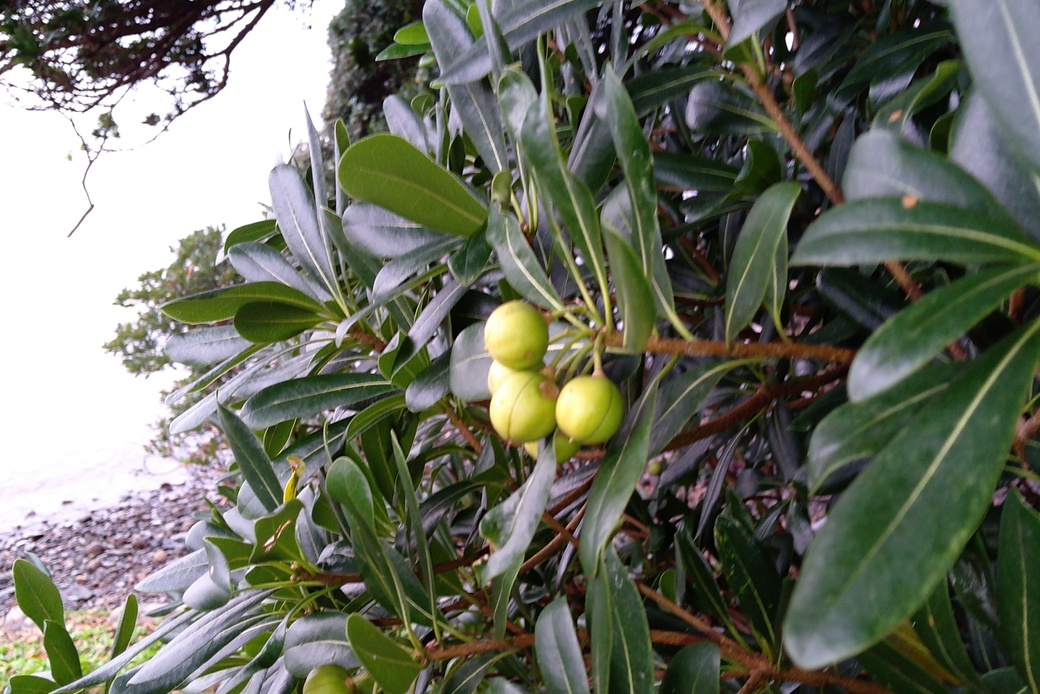 秋の青い実 アイキャッチ