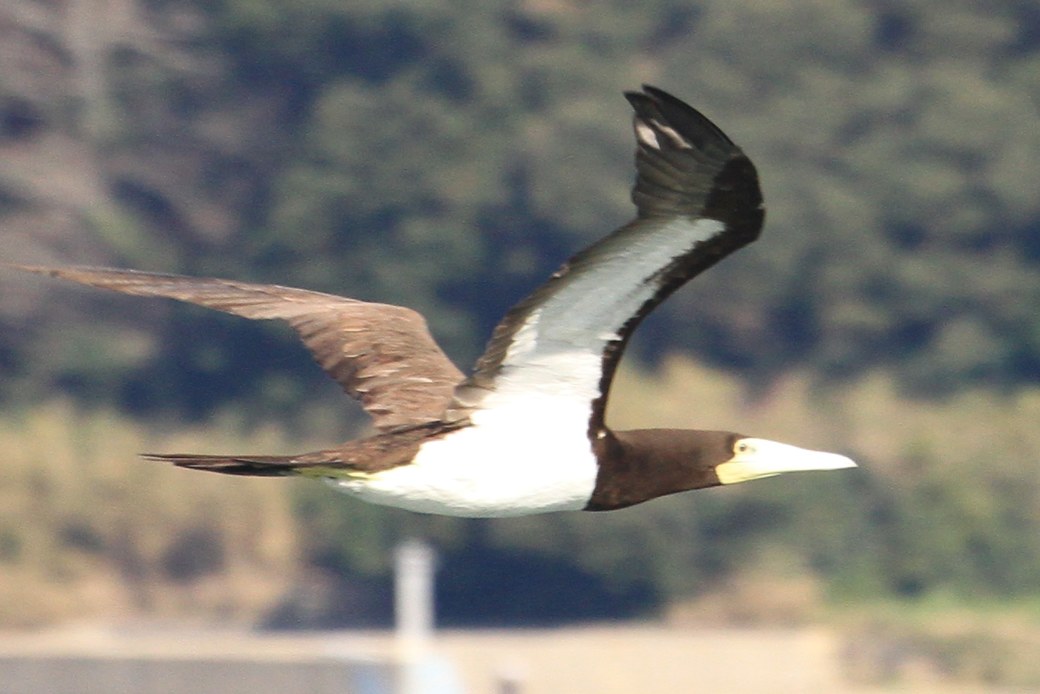 かつおどり アイキャッチ