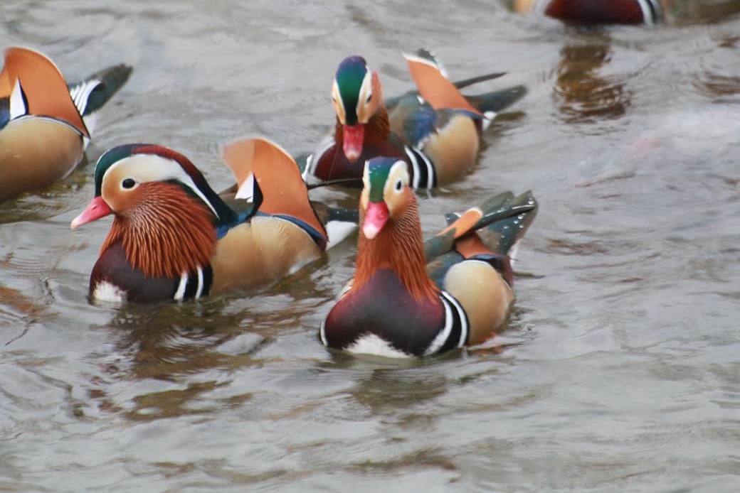 おしどり アイキャッチ