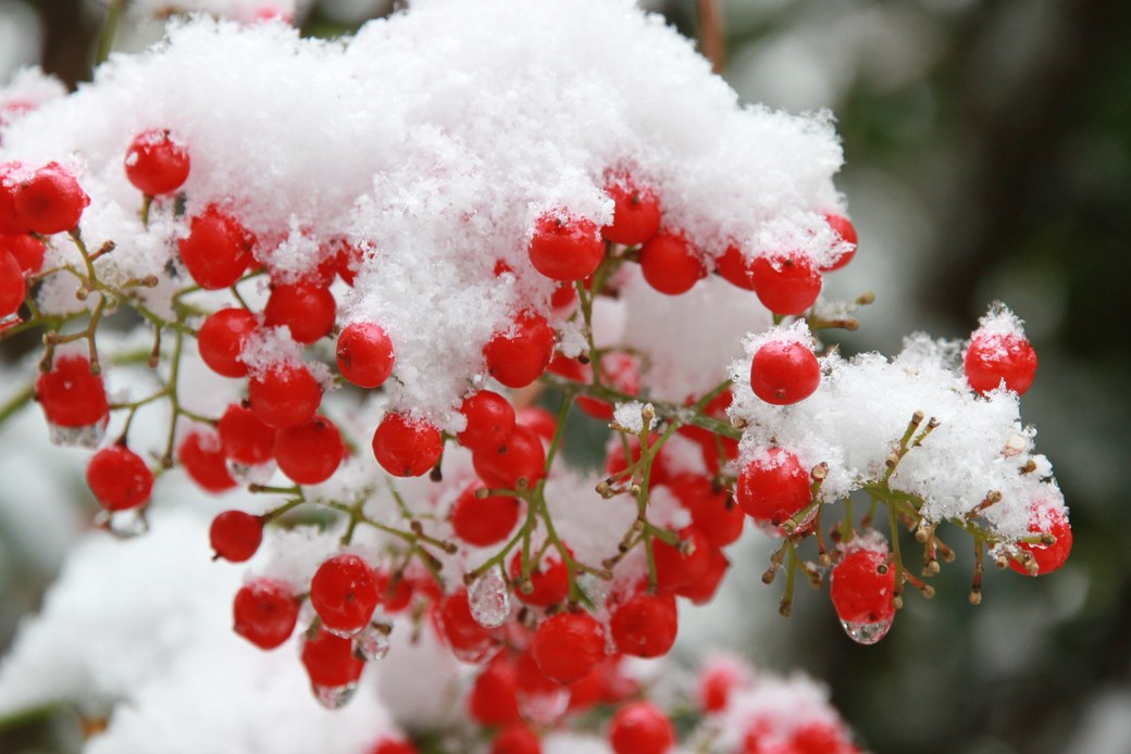 赤い実の　化粧なおしか　綿帽子 アイキャッチ