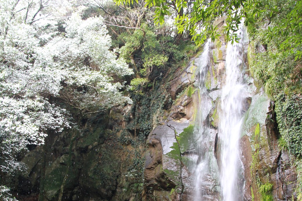 亀の死骸漂着 アイキャッチ