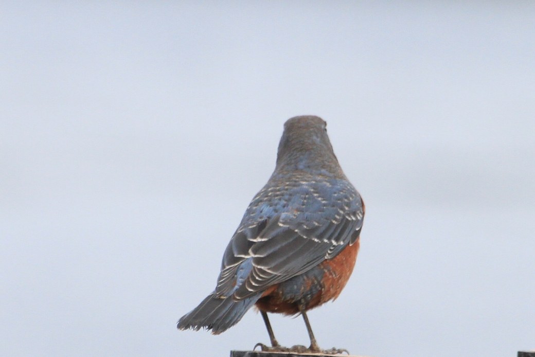イソヒヨドリ アイキャッチ