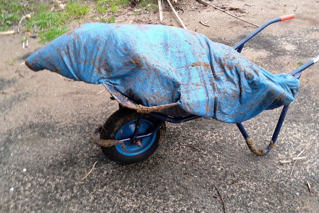 イノシシ アイキャッチ