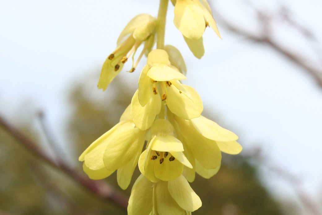 黄色いはな アイキャッチ