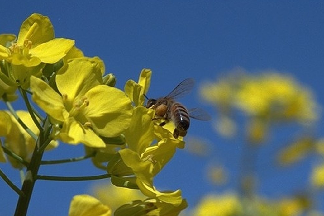 ミツバチ　花粉ボール アイキャッチ