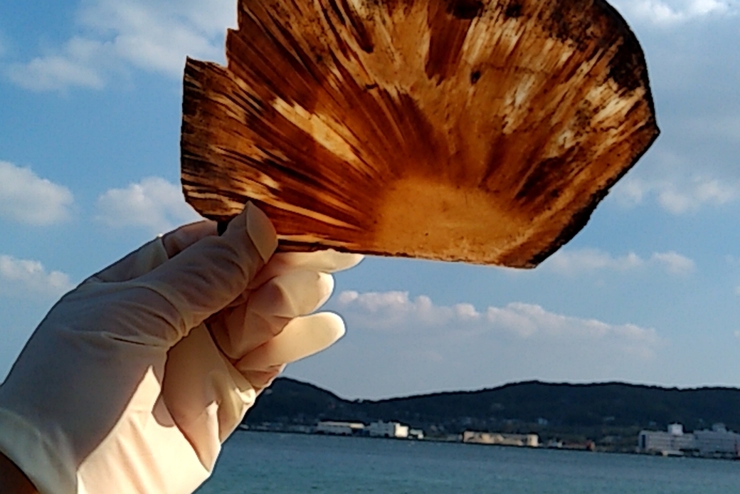 瀬戸は アイキャッチ