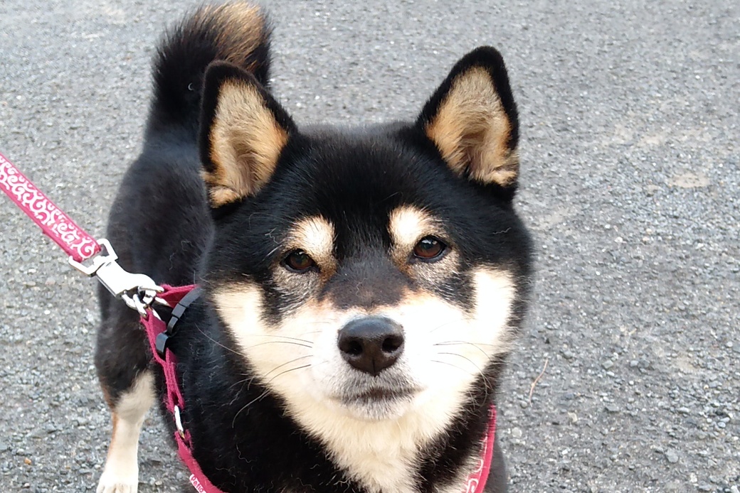 ふくちゃん アイキャッチ