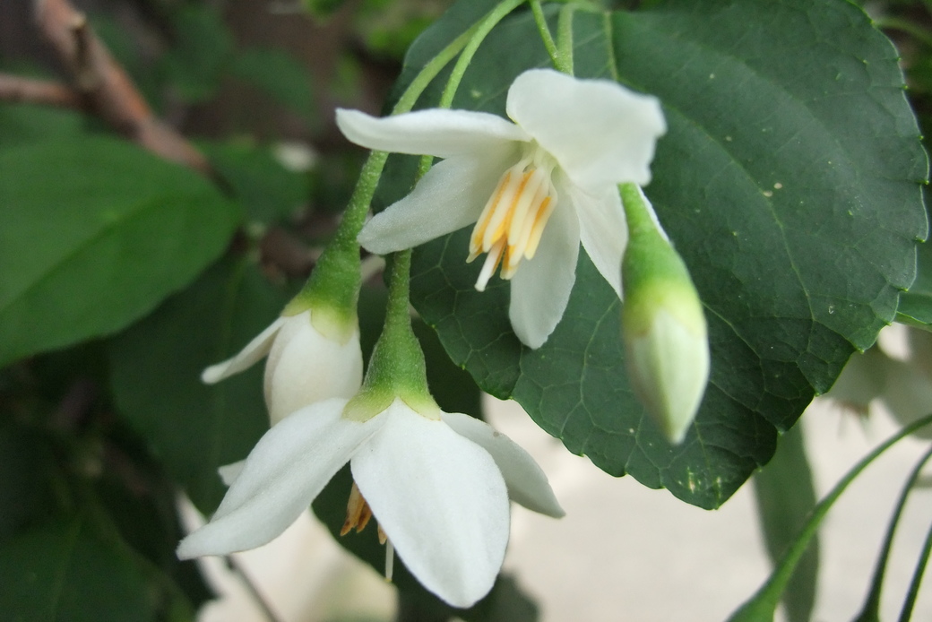 エゴの木の花 アイキャッチ