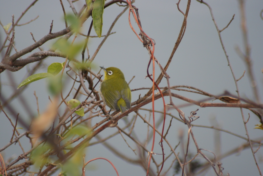 メジロ アイキャッチ