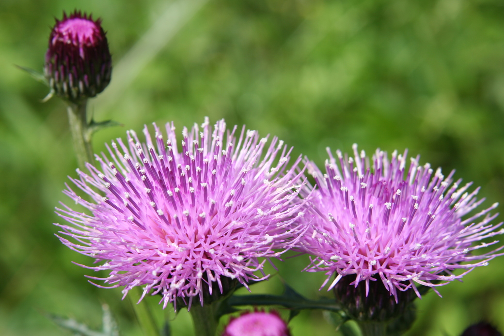 あざみ アイキャッチ