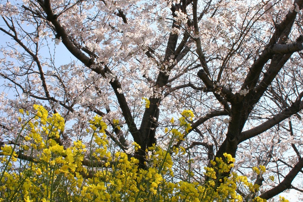 菜の花 アイキャッチ