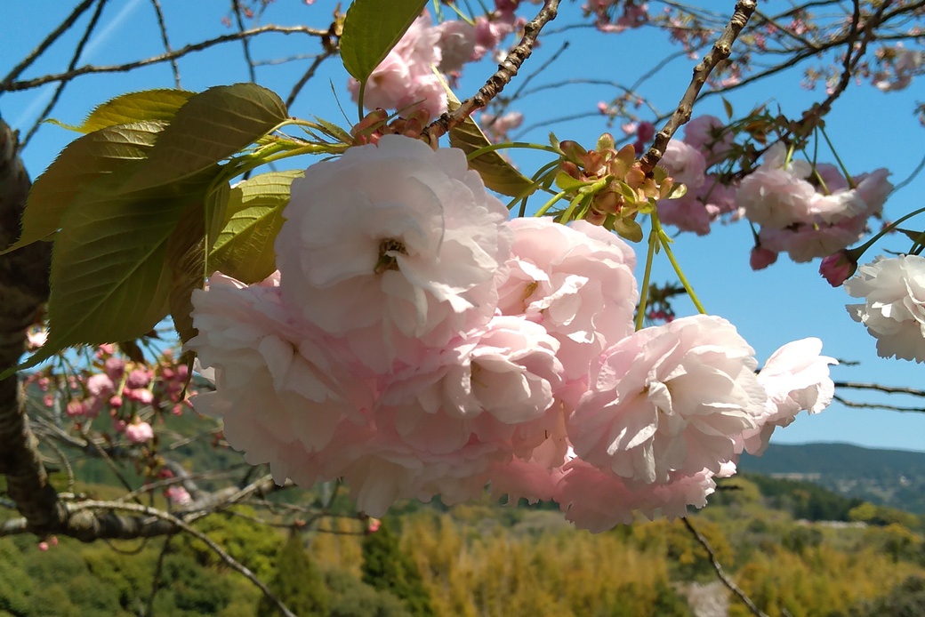 八重の桜 アイキャッチ