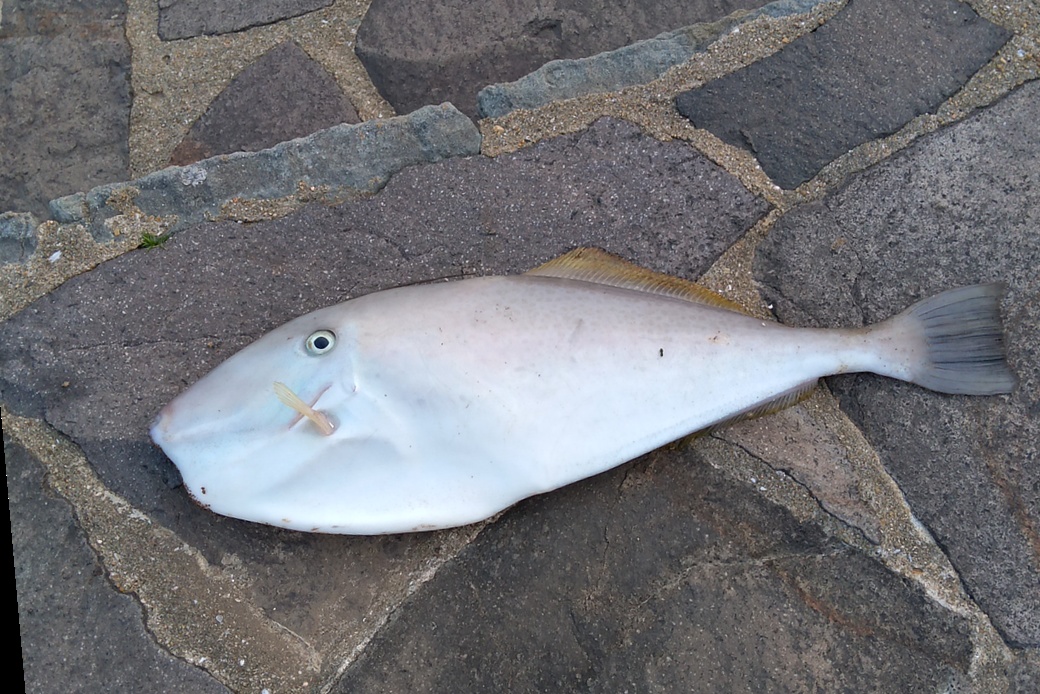 うすばはぎ漂着。 アイキャッチ