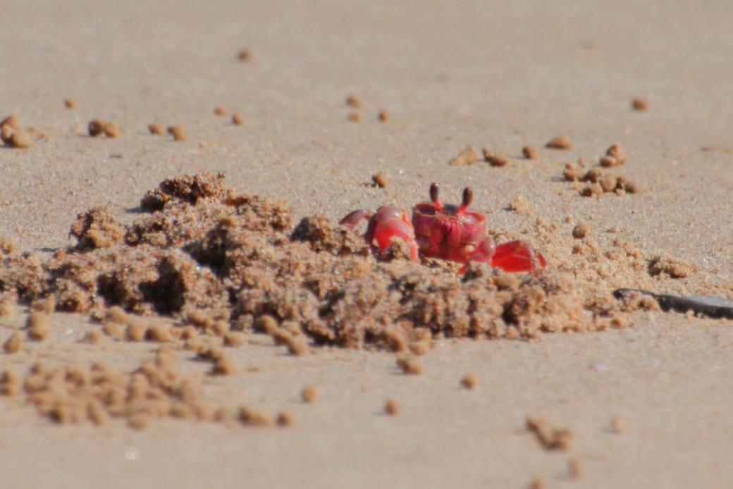 ほっ！ アイキャッチ