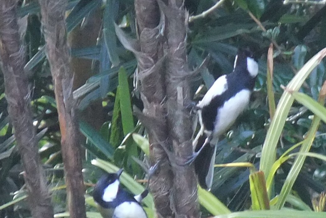 シジュウカラ アイキャッチ