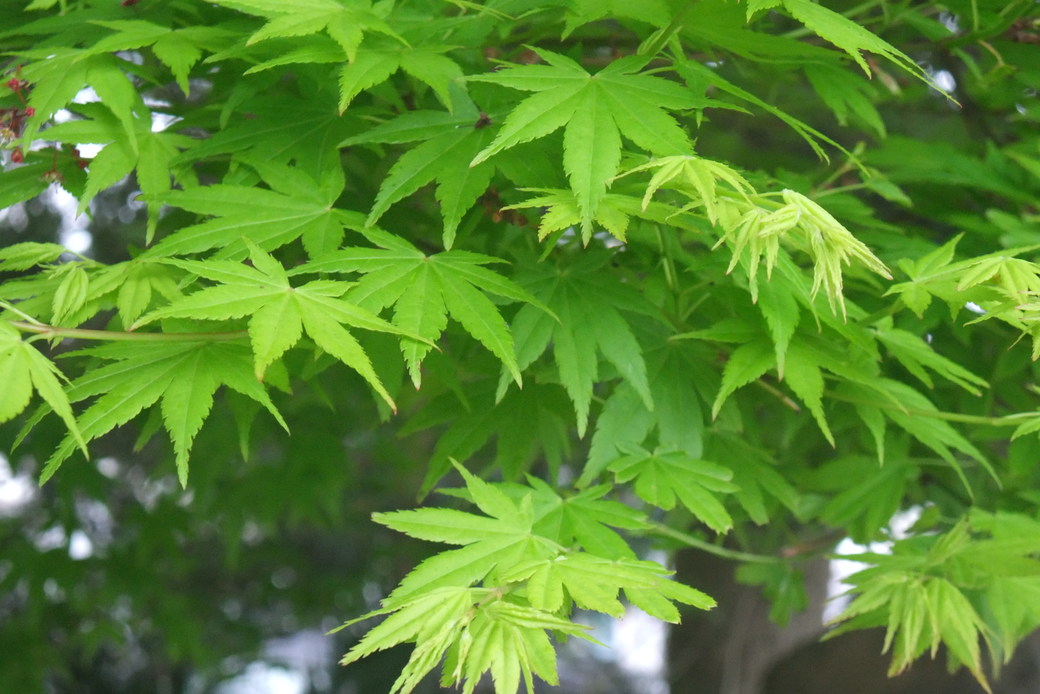 若葉の頃 アイキャッチ