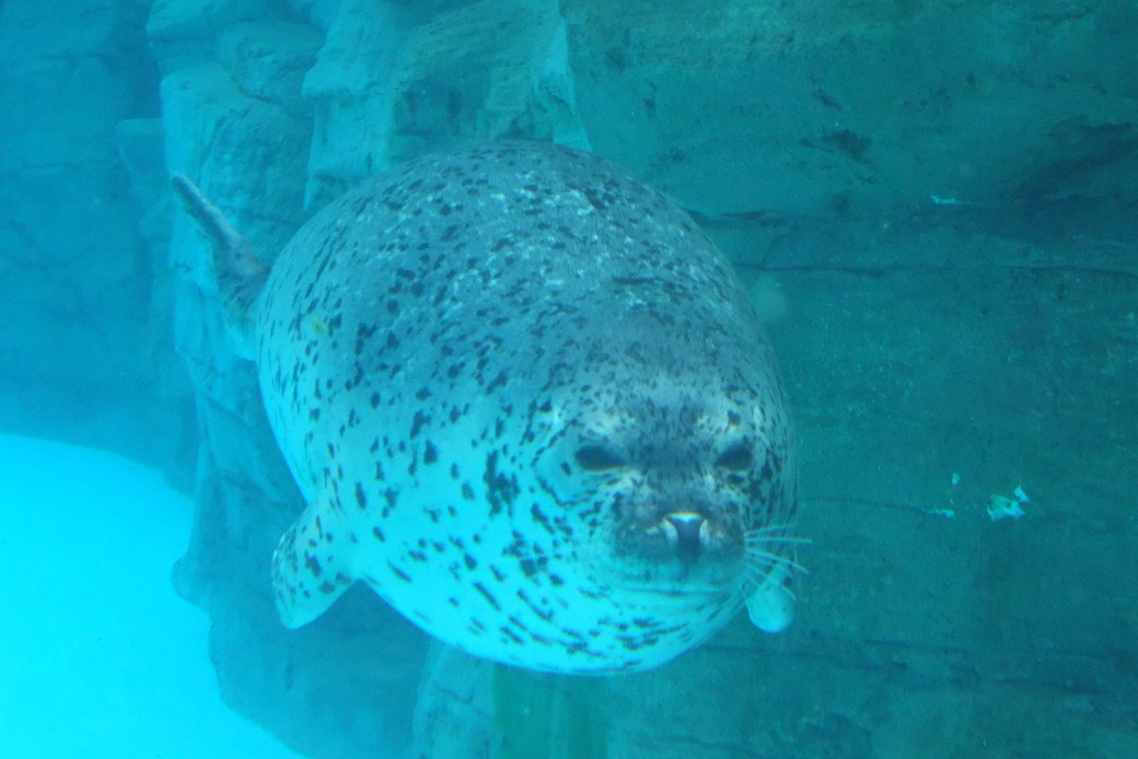 皿川海岸 アイキャッチ