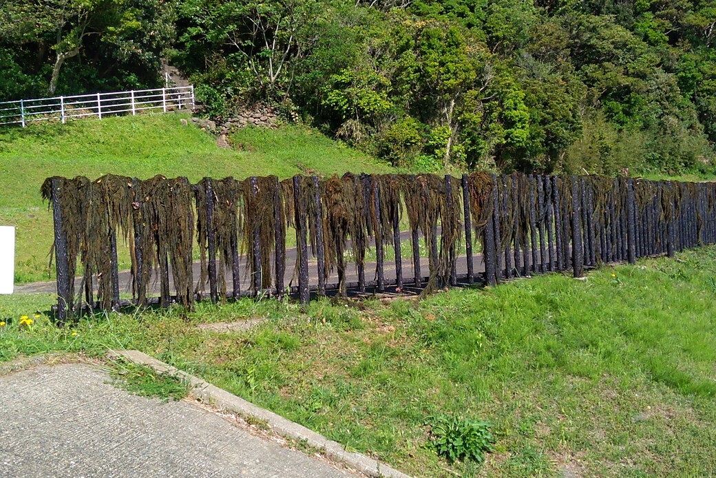 海藻 アイキャッチ