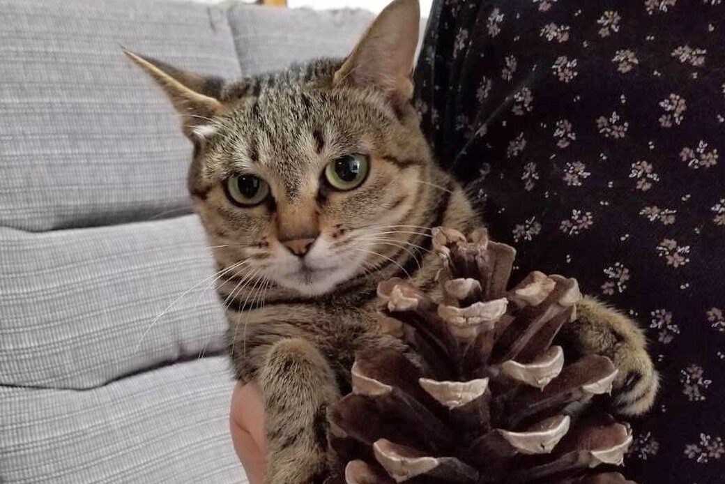 平戸 アイキャッチ