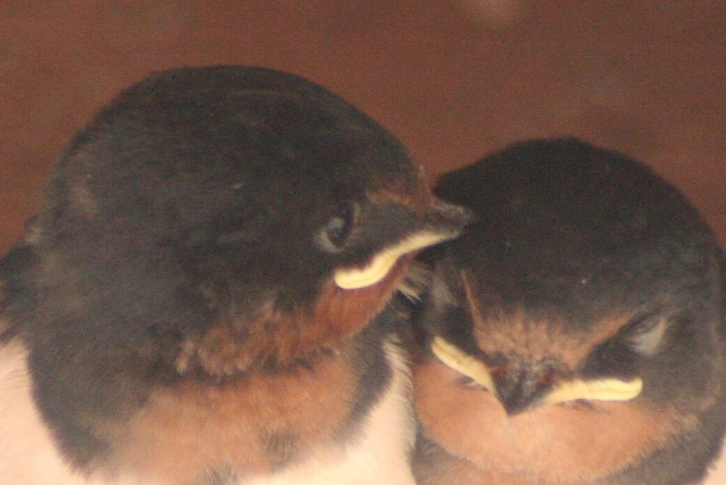 平戸 アイキャッチ