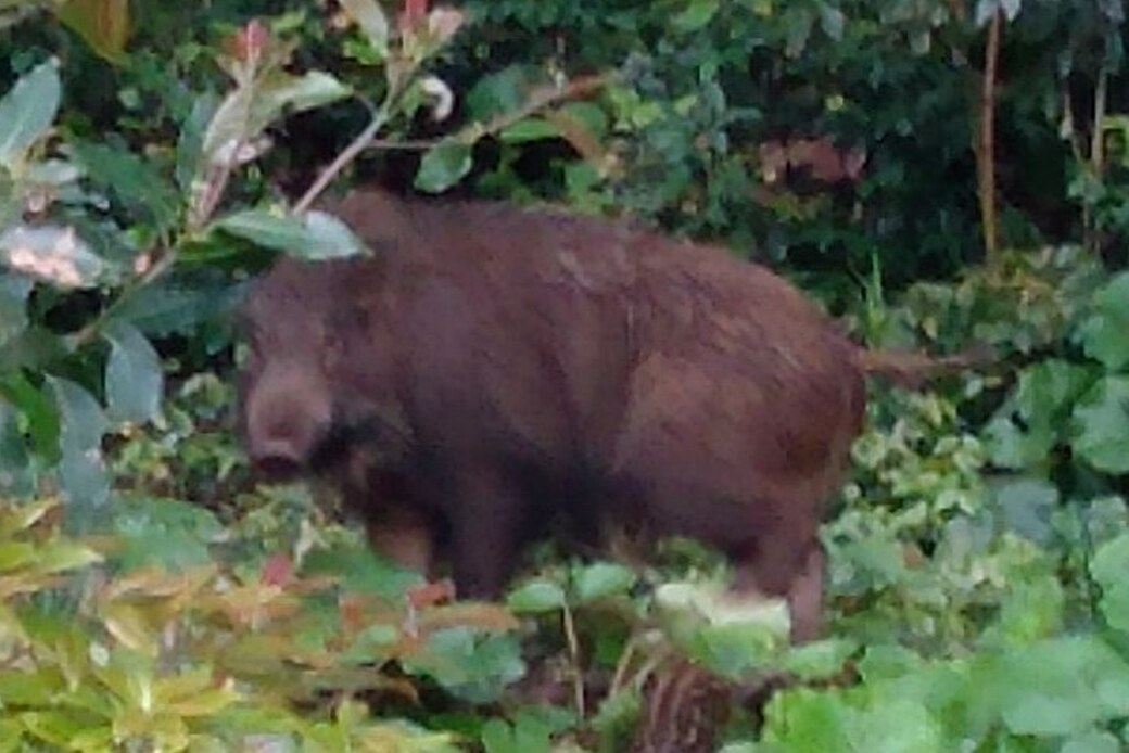 イノシシがでた。 アイキャッチ