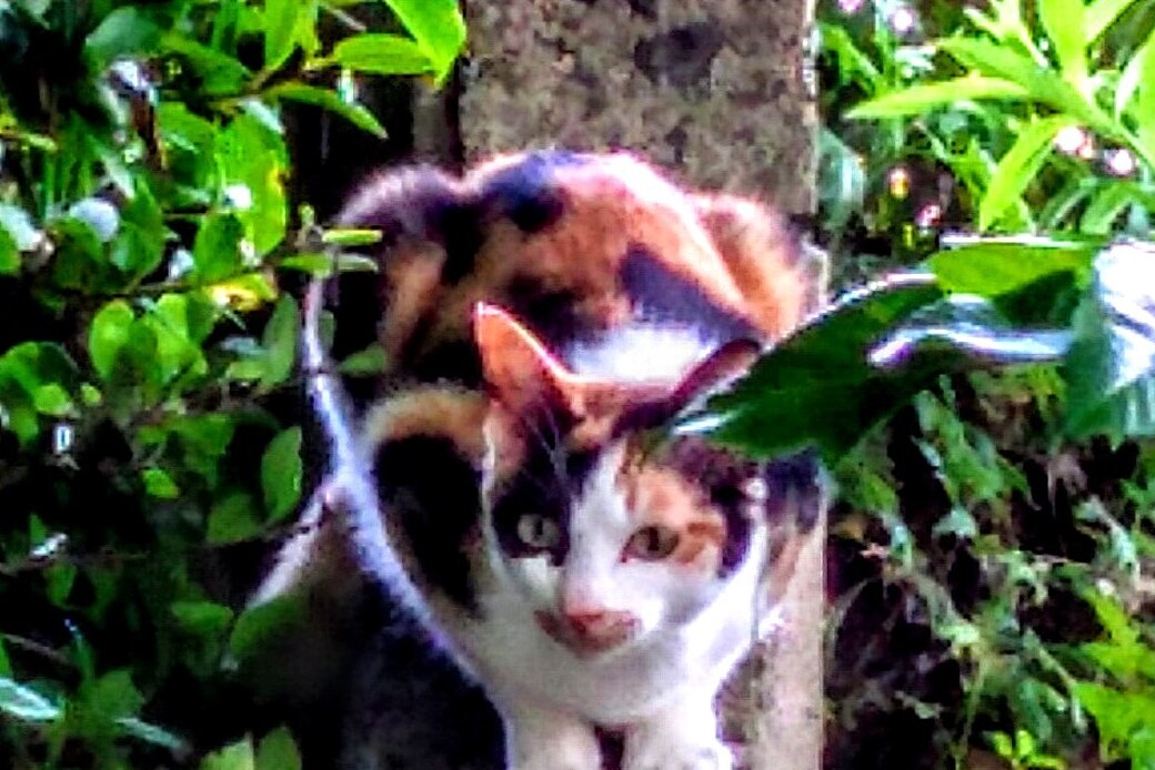 三毛猫 アイキャッチ