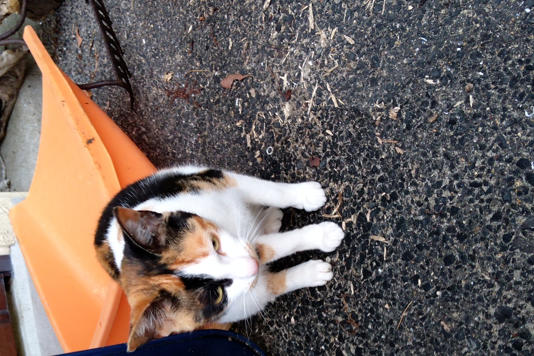 三毛猫 アイキャッチ