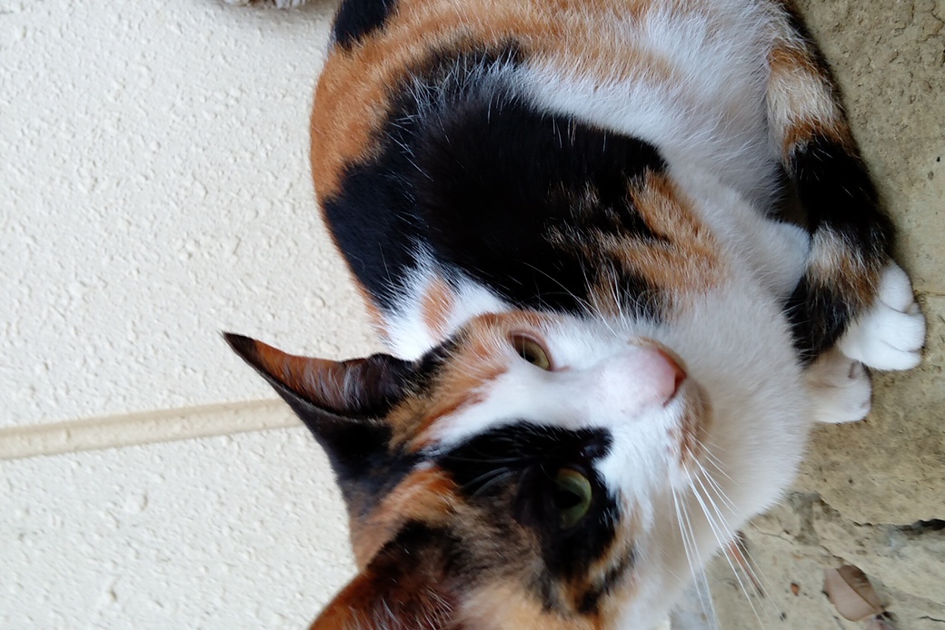 三毛猫 アイキャッチ