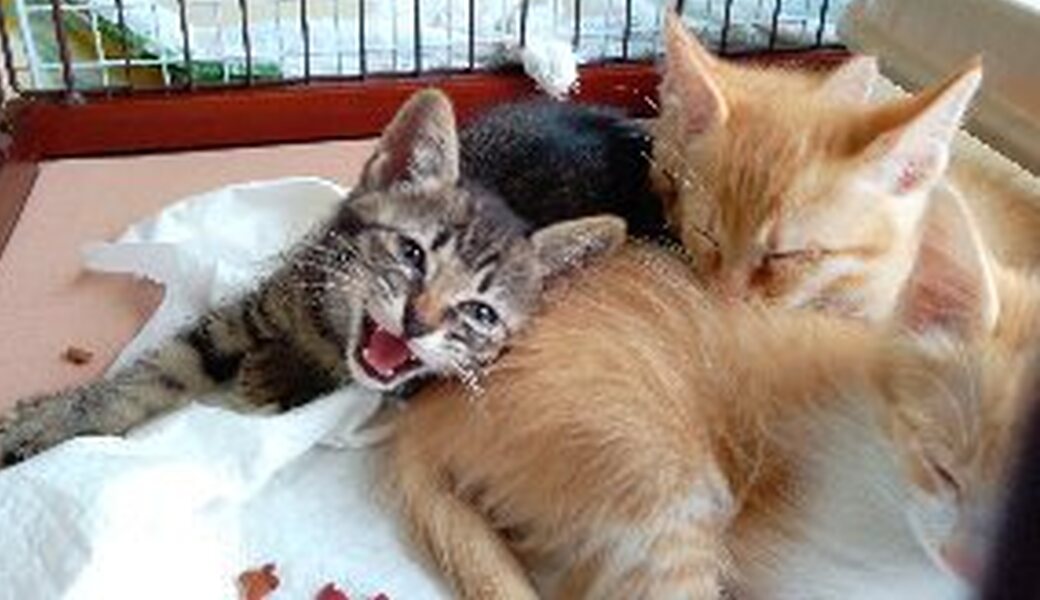 ６月２８日（土）平戸たつのおとしご隊　海岸清掃ボランティア アイキャッチ