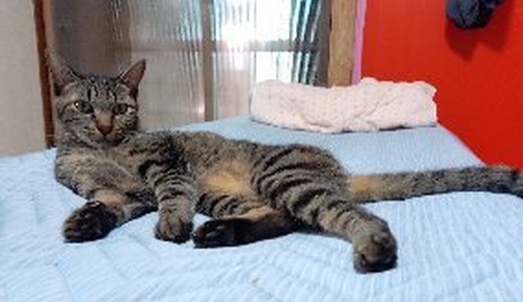 ９月６日  平戸たつのおとしご隊　海岸清掃ボランティア アイキャッチ